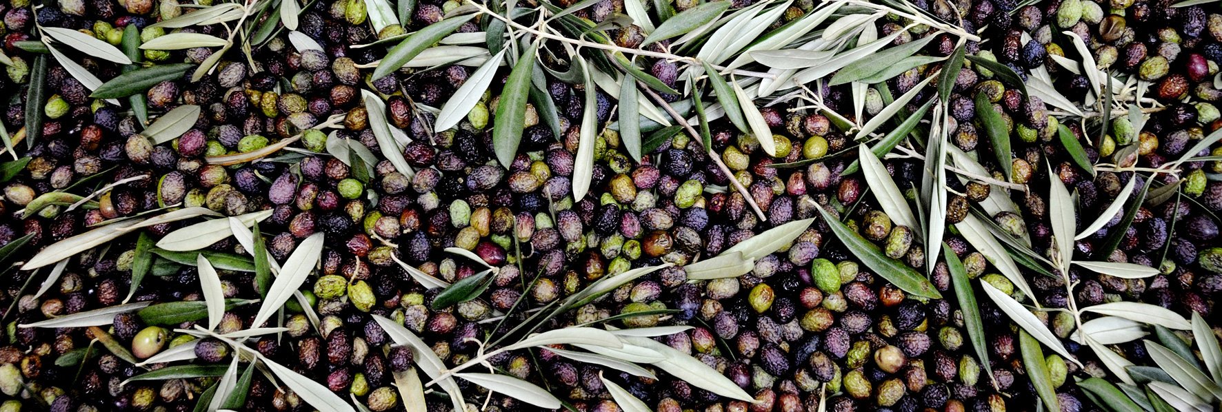 Olives © Dominique Laugé